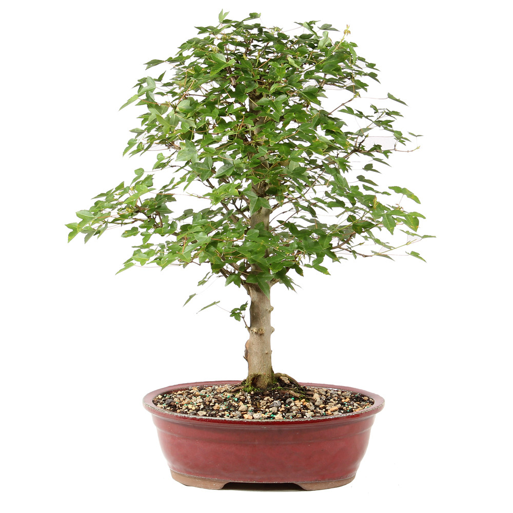 Bonsai Tree in ceramic contianer
