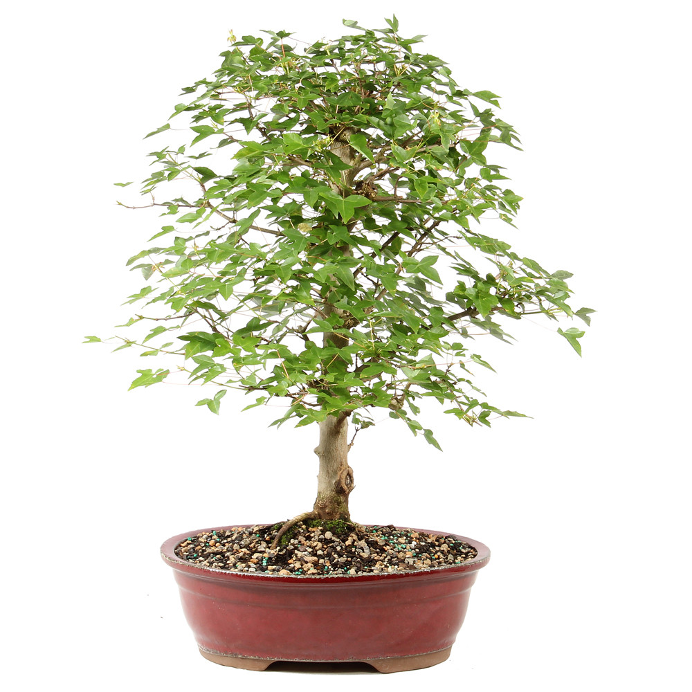 Trident Maple - ST1826TM-R - Brussel's Bonsai
