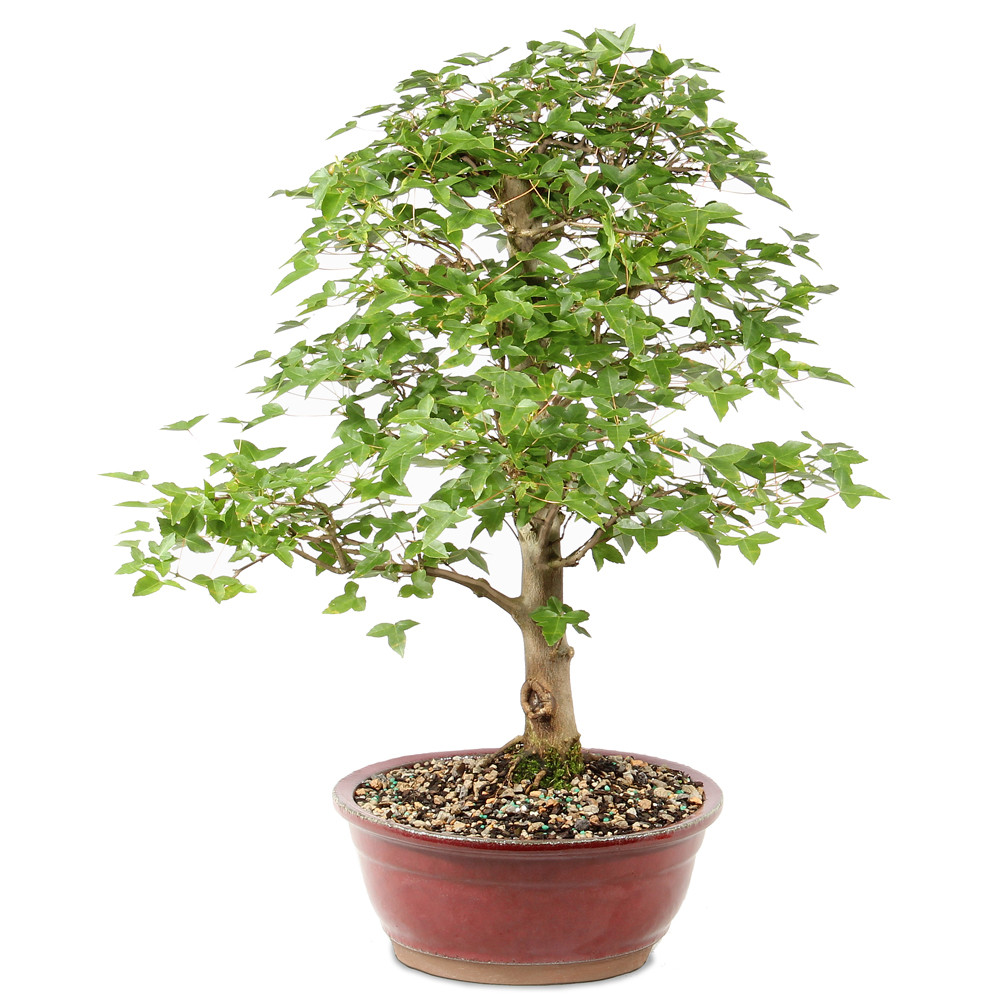 Bonsai Tree in ceramic contianer