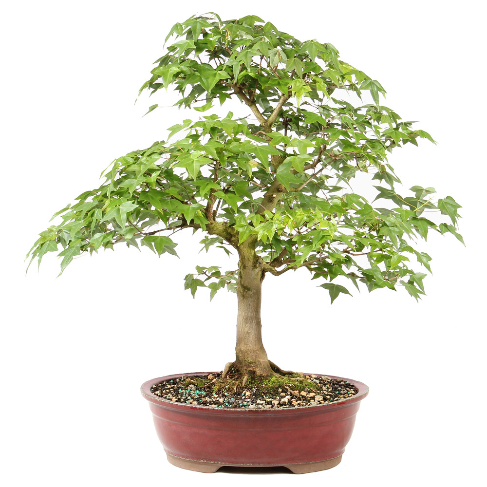 Bonsai Tree in ceramic contianer 