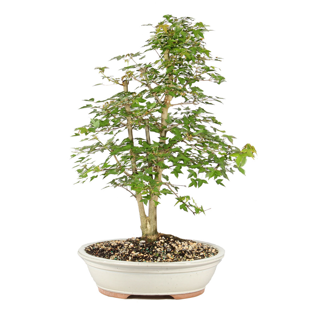 Trident Maple - ST1926TM-A
