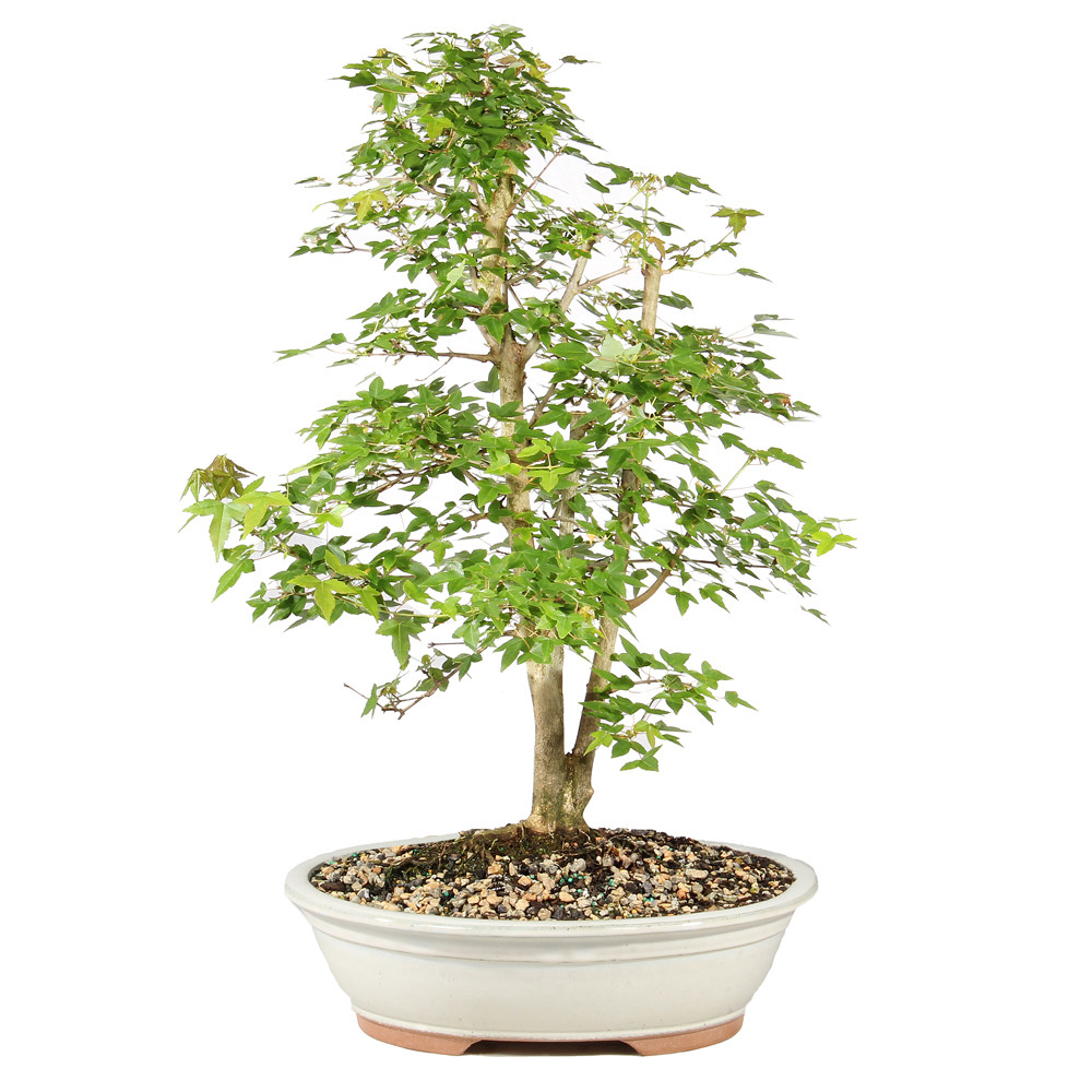 Trident Maple - ST1926TM-A