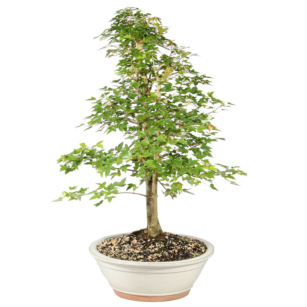 Bonsai tree in ceramic tree 