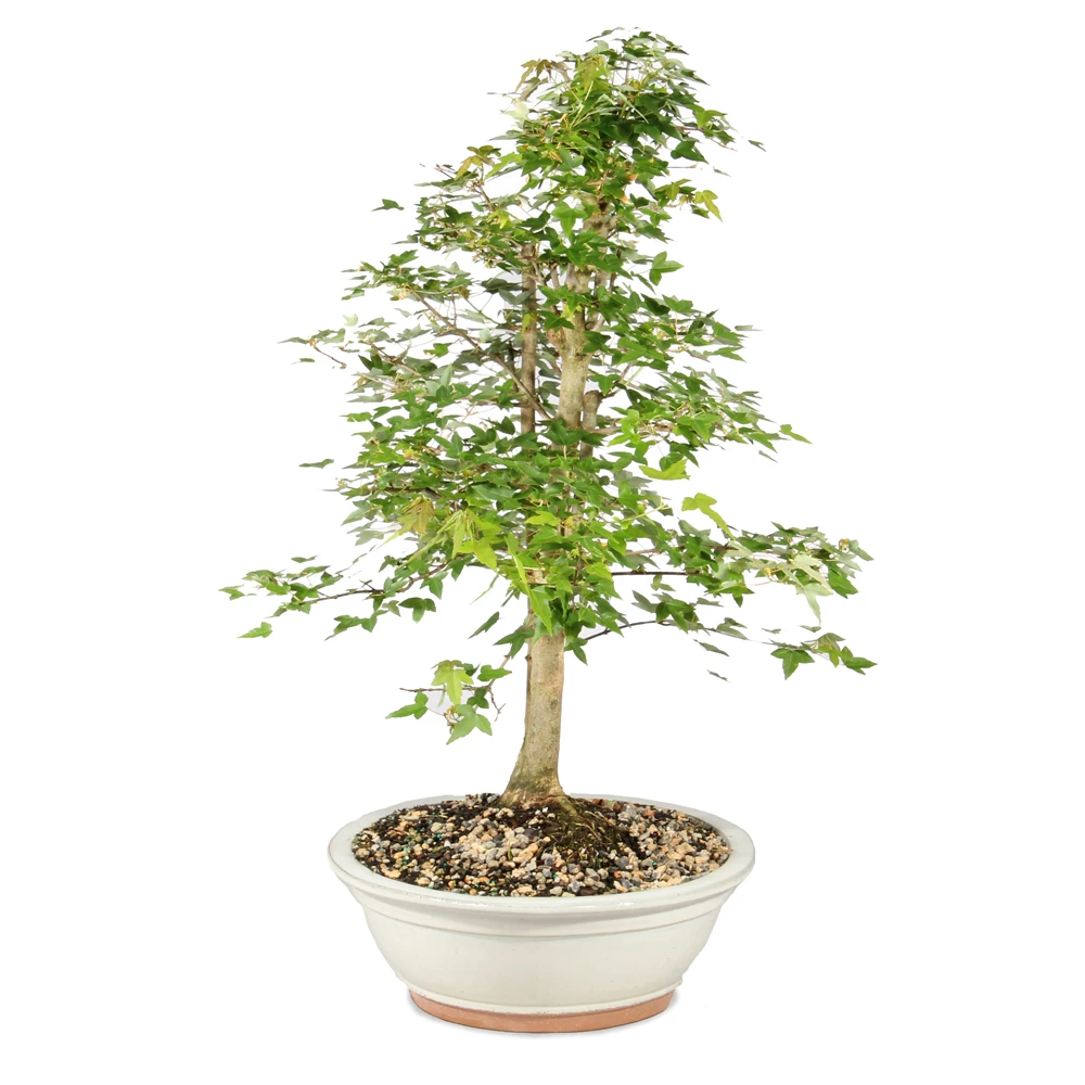 Bonsai tree in ceramic tree