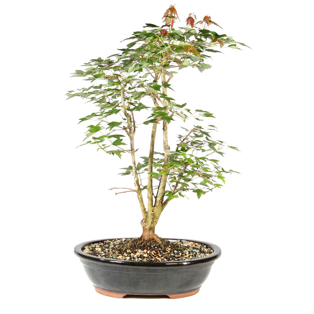 Trident Maple - ST1926TM-B
