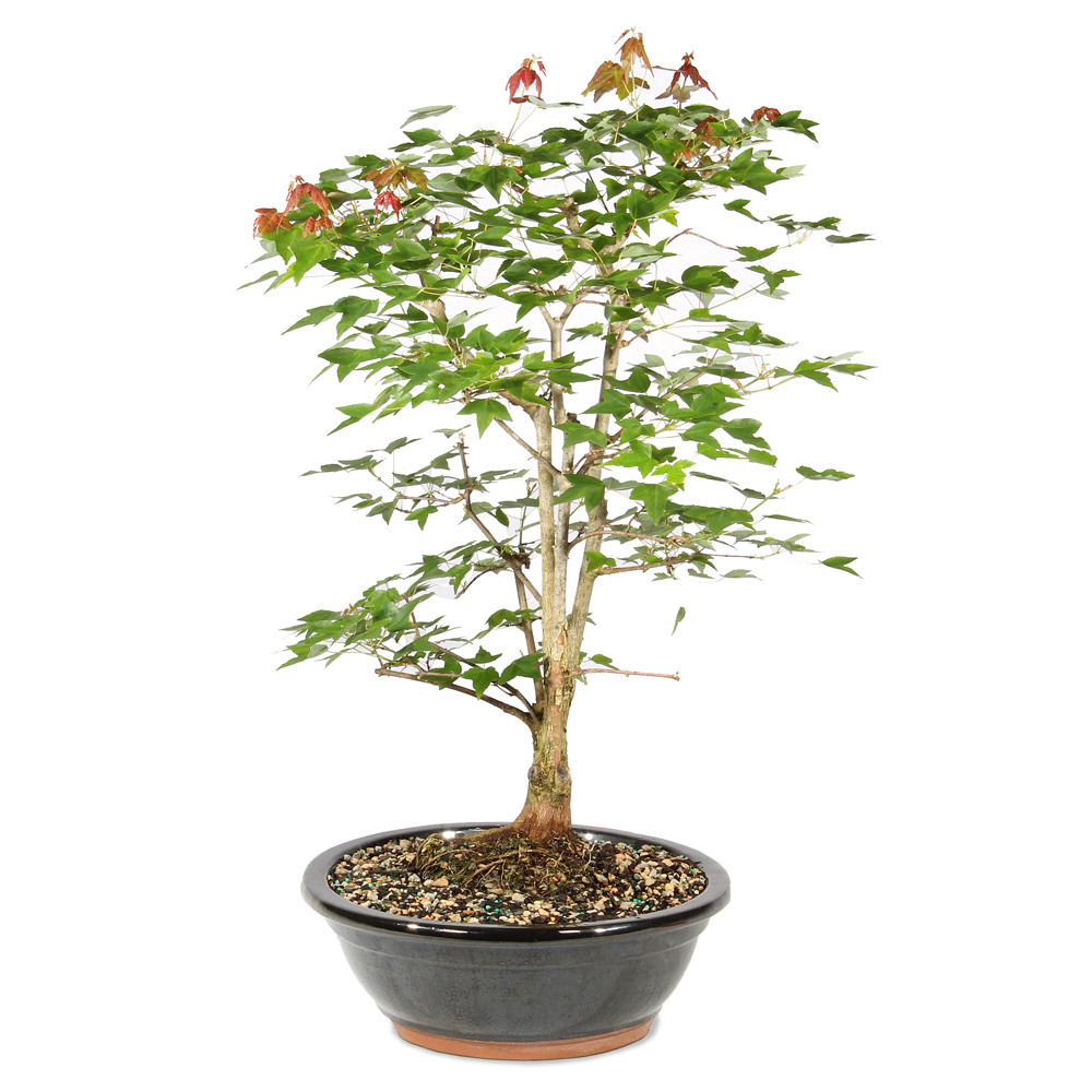 Bonsai tree in ceramic tree