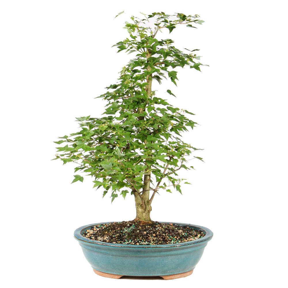 Trident Maple - ST1926TM-D