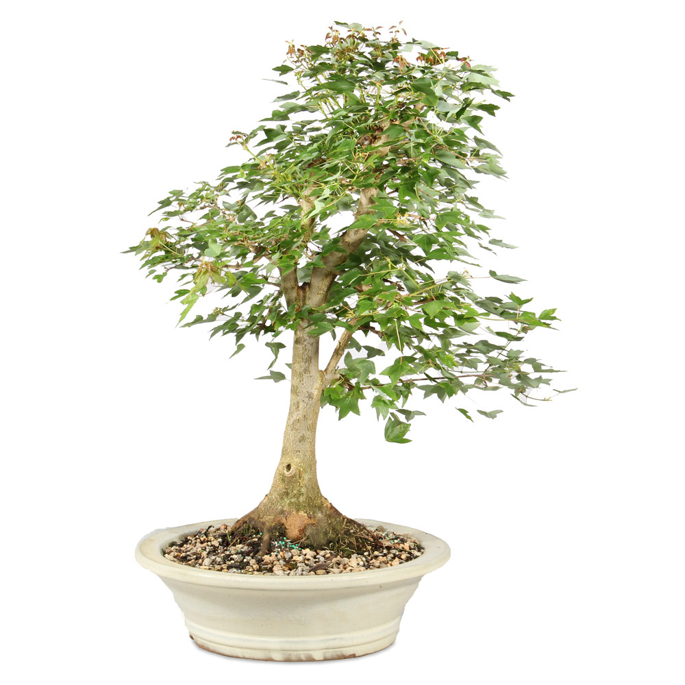 Bonsai tree in ceramic tree 