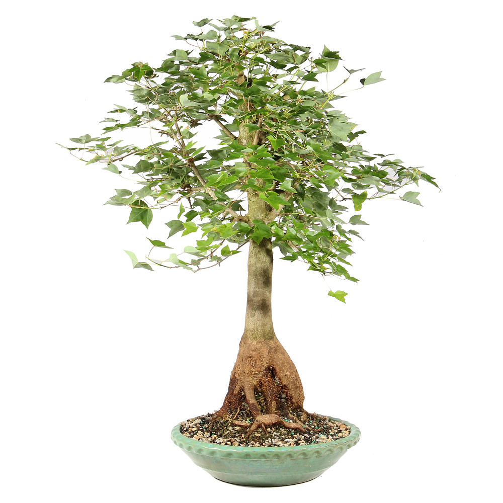 Bonsai tree in ceramic tree 