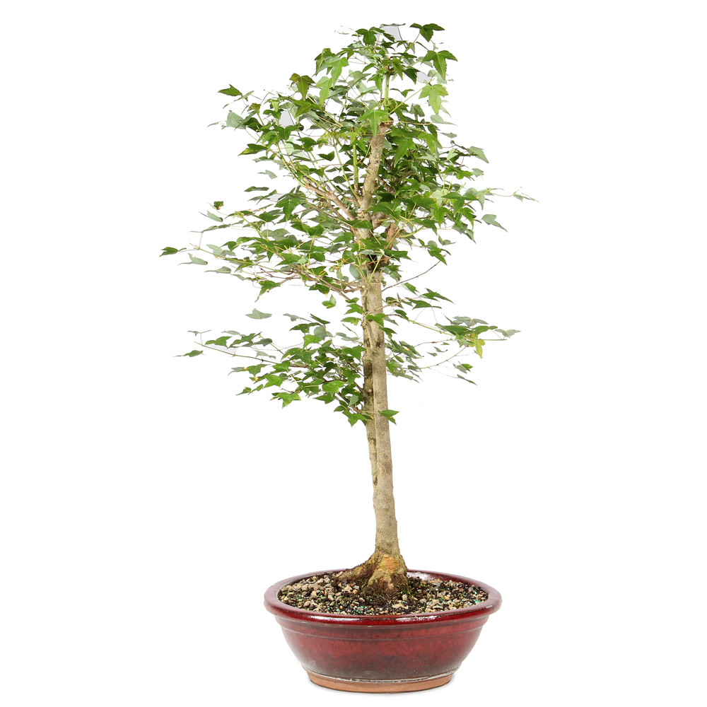 Bonsai tree in ceramic tree