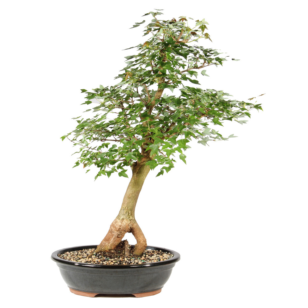 Bonsai tree in ceramic tree
