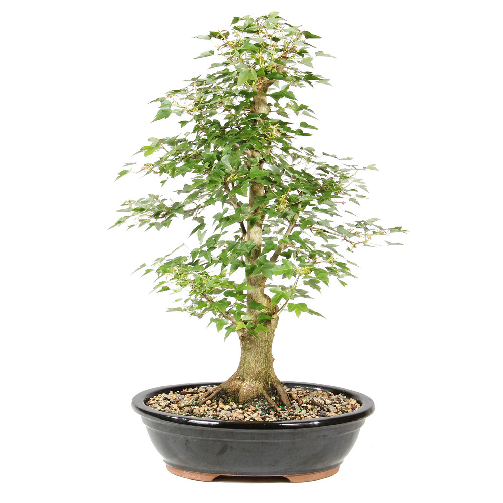 Bonsai tree in ceramic tree 