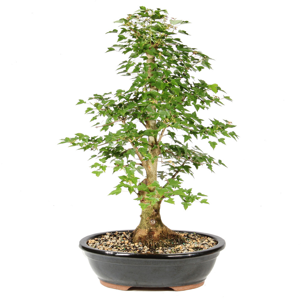 Trident Maple - ST2026TM-H