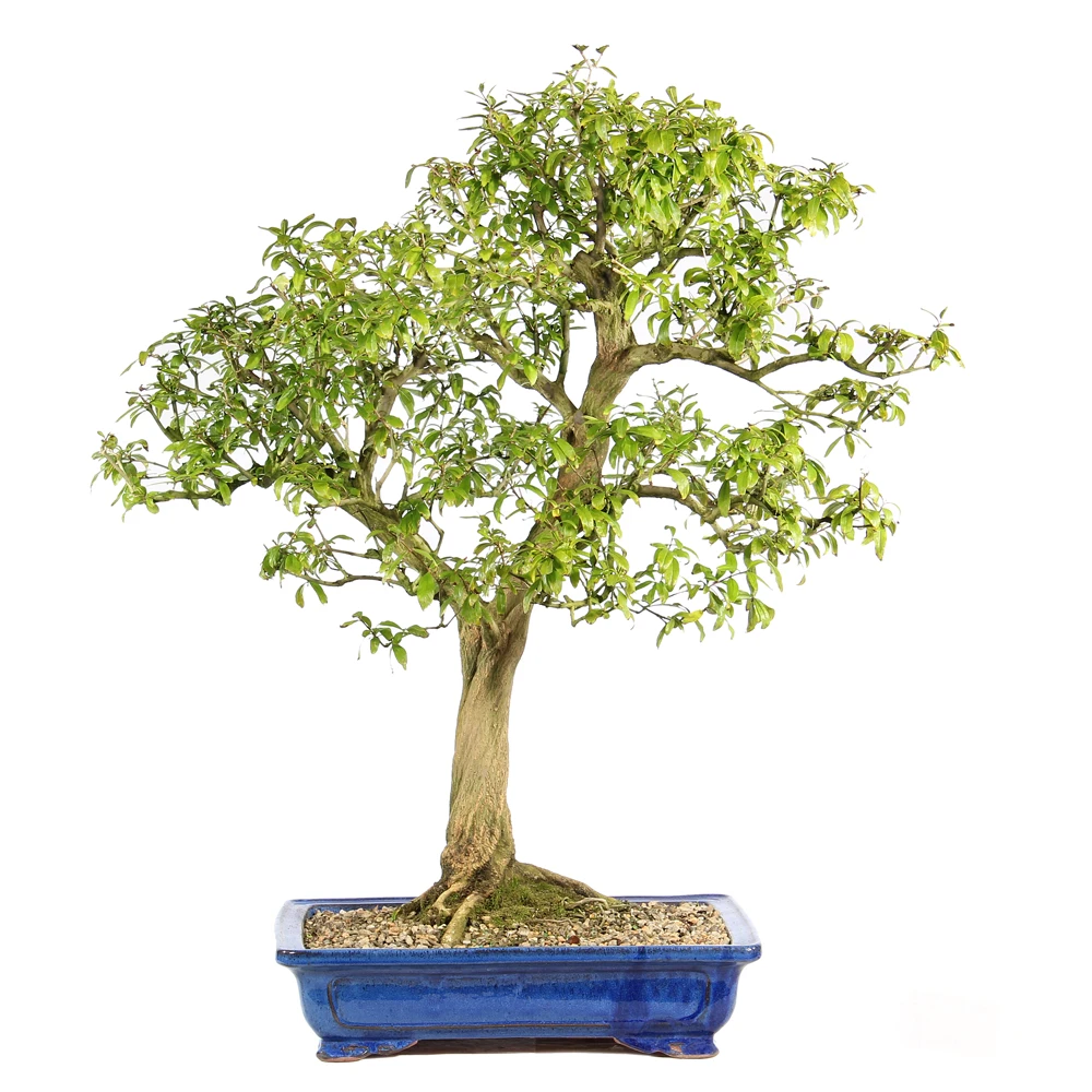 Pomegranate in a bonsai container 