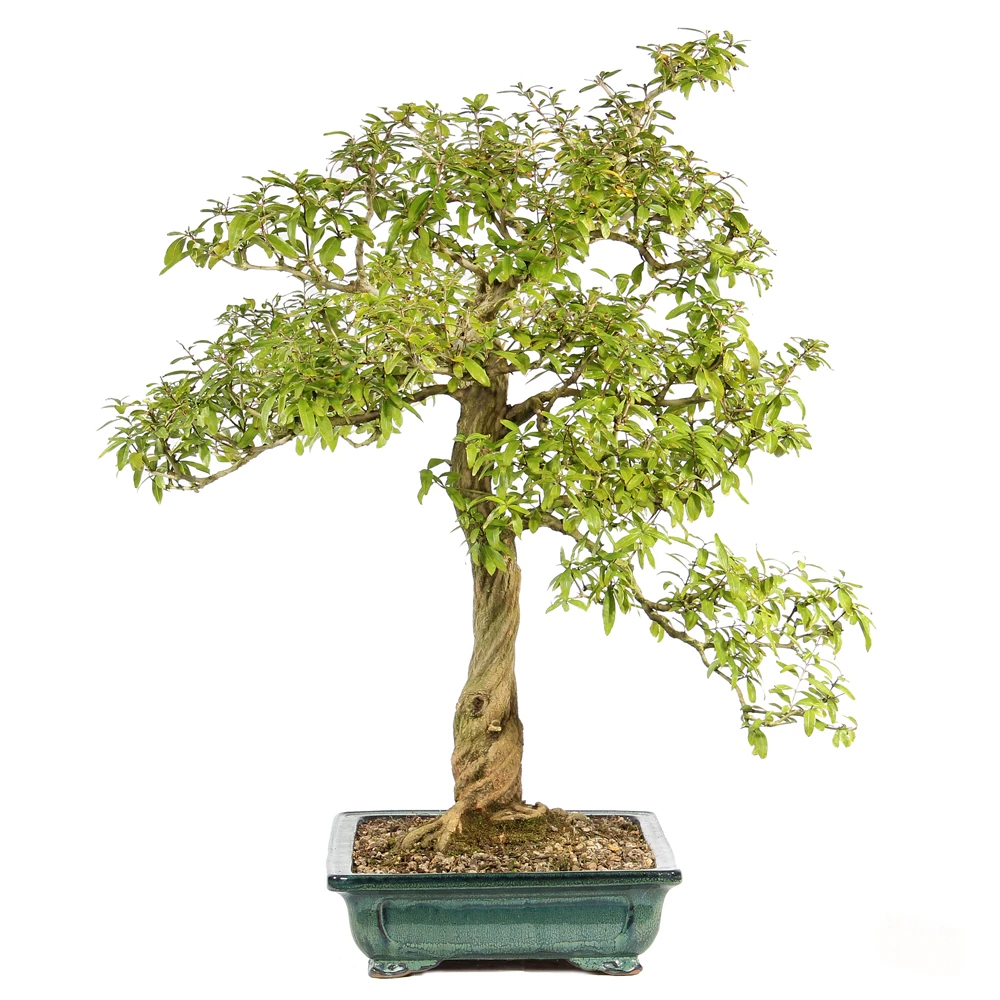 Pomegranate left side view 