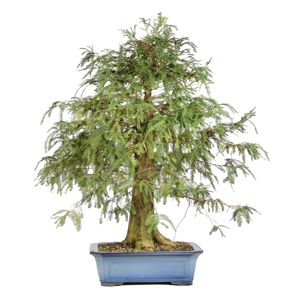 Bald Cypress in a bonsai container 