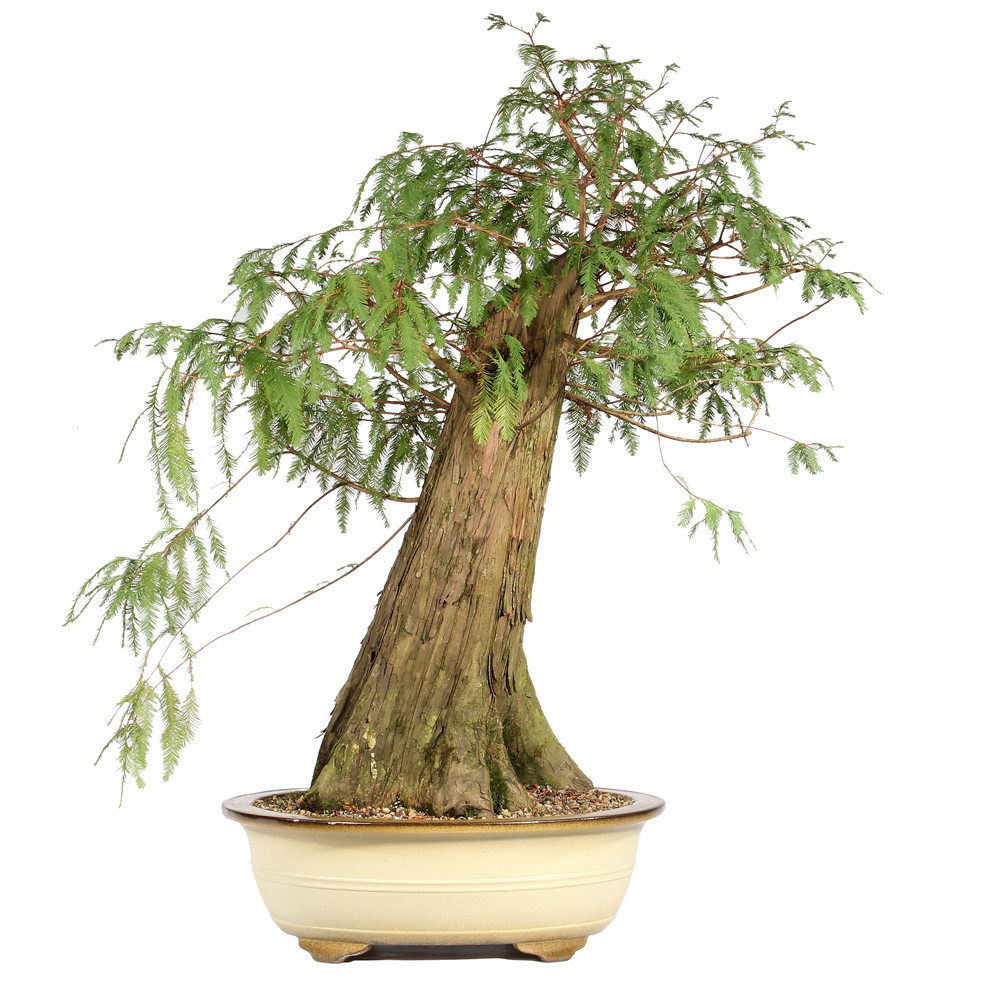 Bald Cypress in a bonsai container