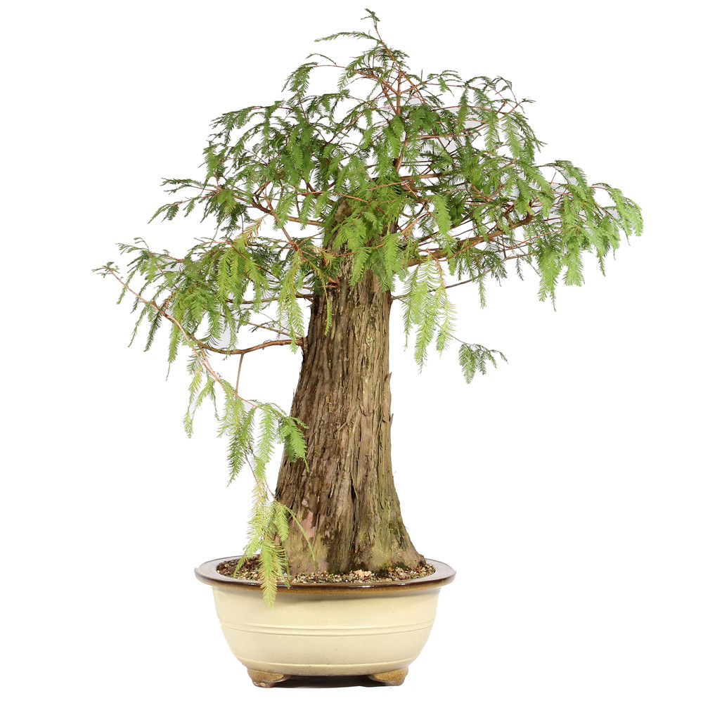 Bald Cypress left side view
