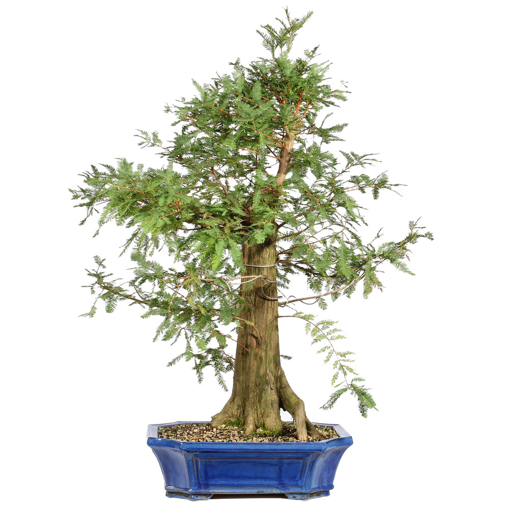 Bald Cypress in abonsai container