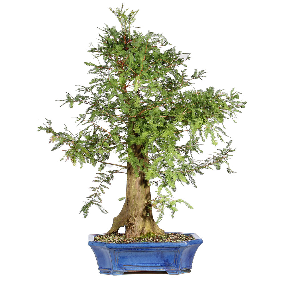Bald Cypress back view