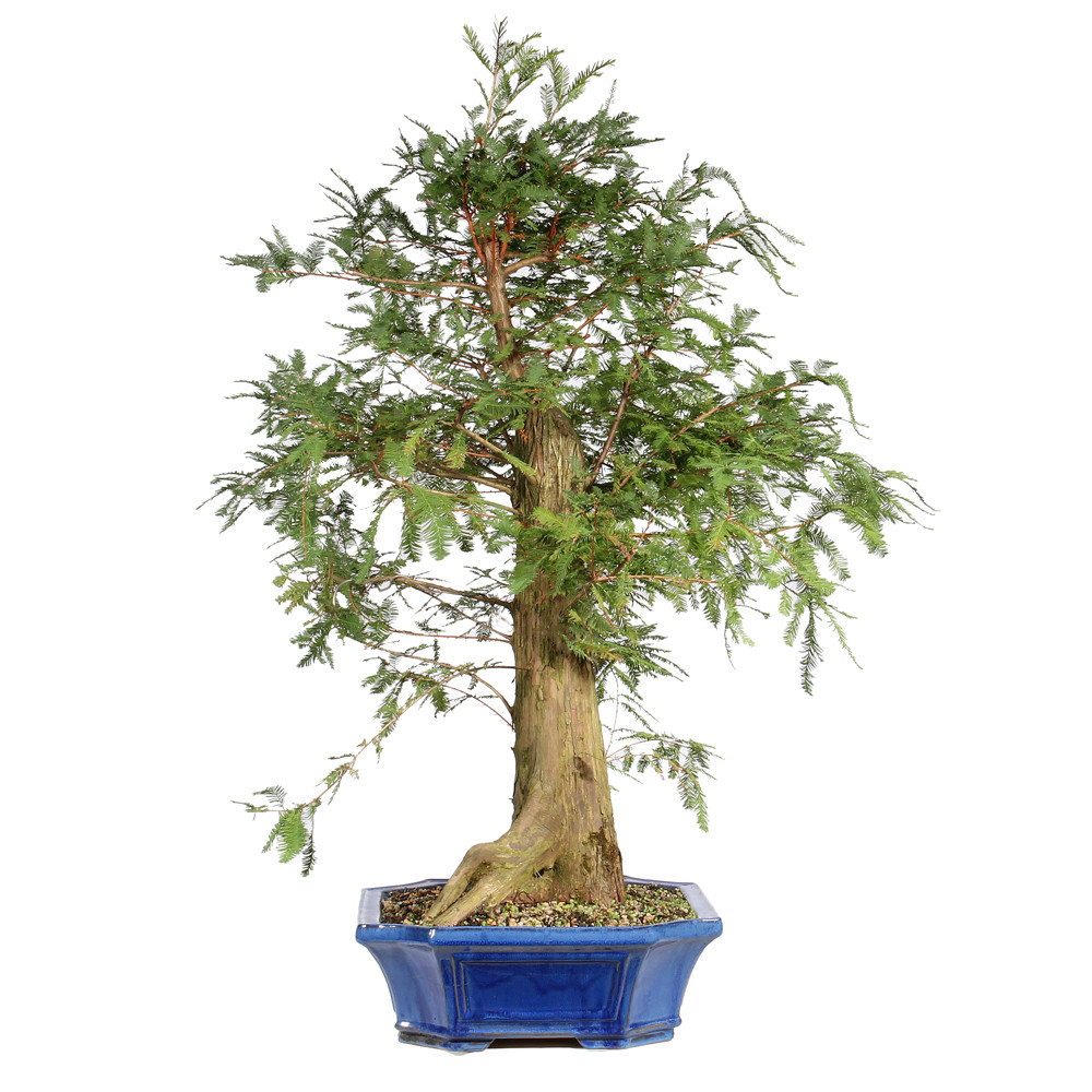 Bald Cypress right side view