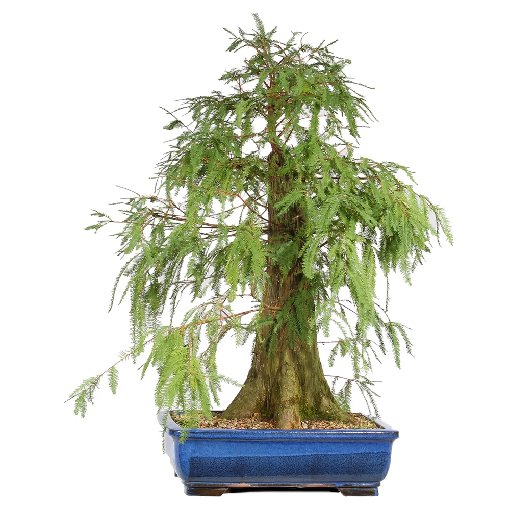 Bald Cypress in a bonsai contianer