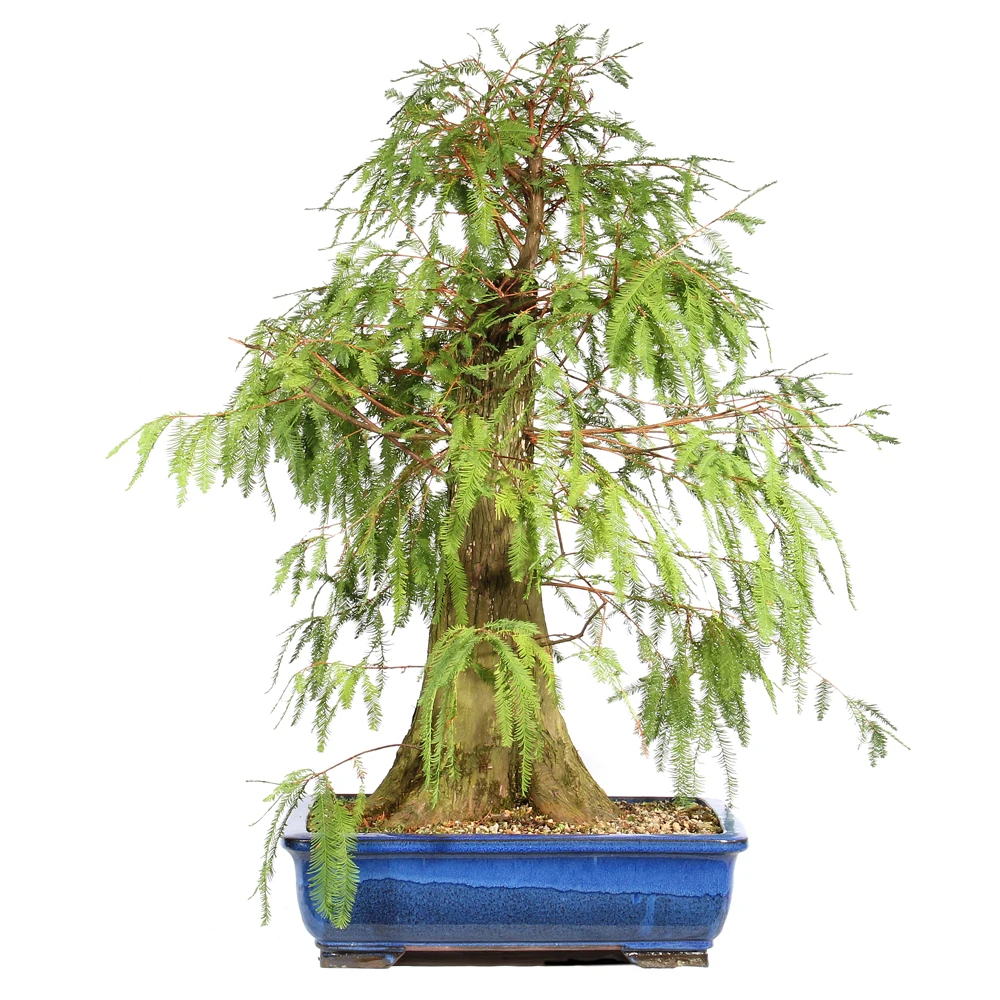 Bald Cypress back view 