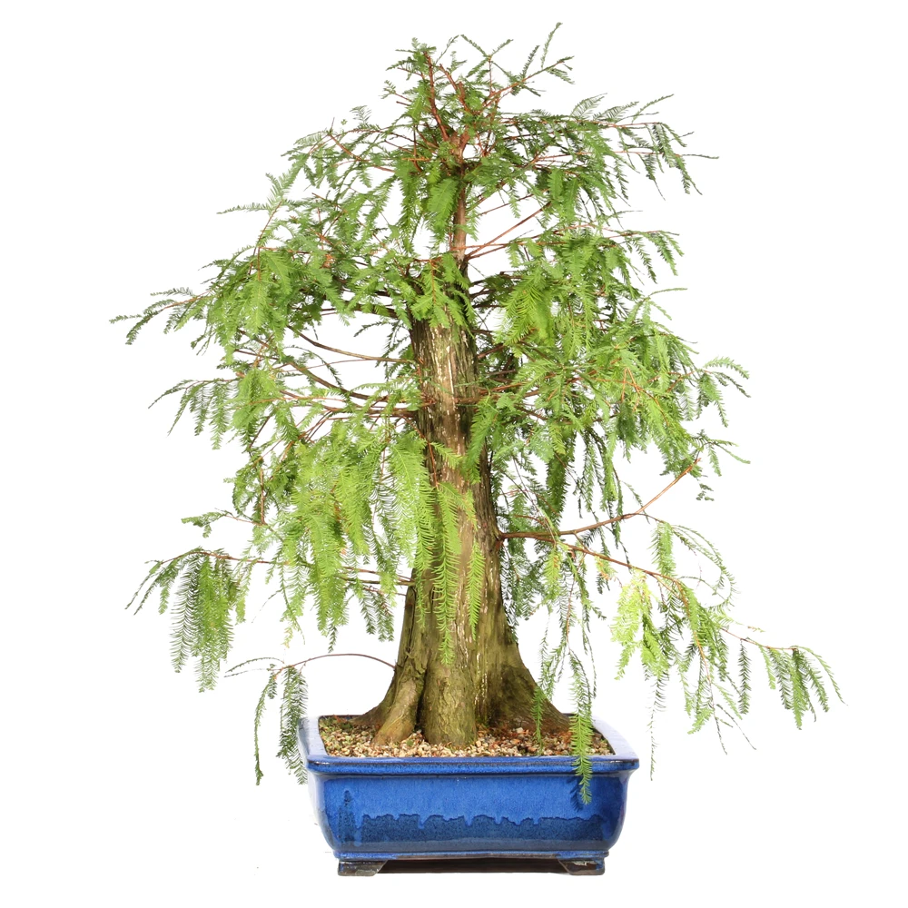 Bald Cypress left side view 