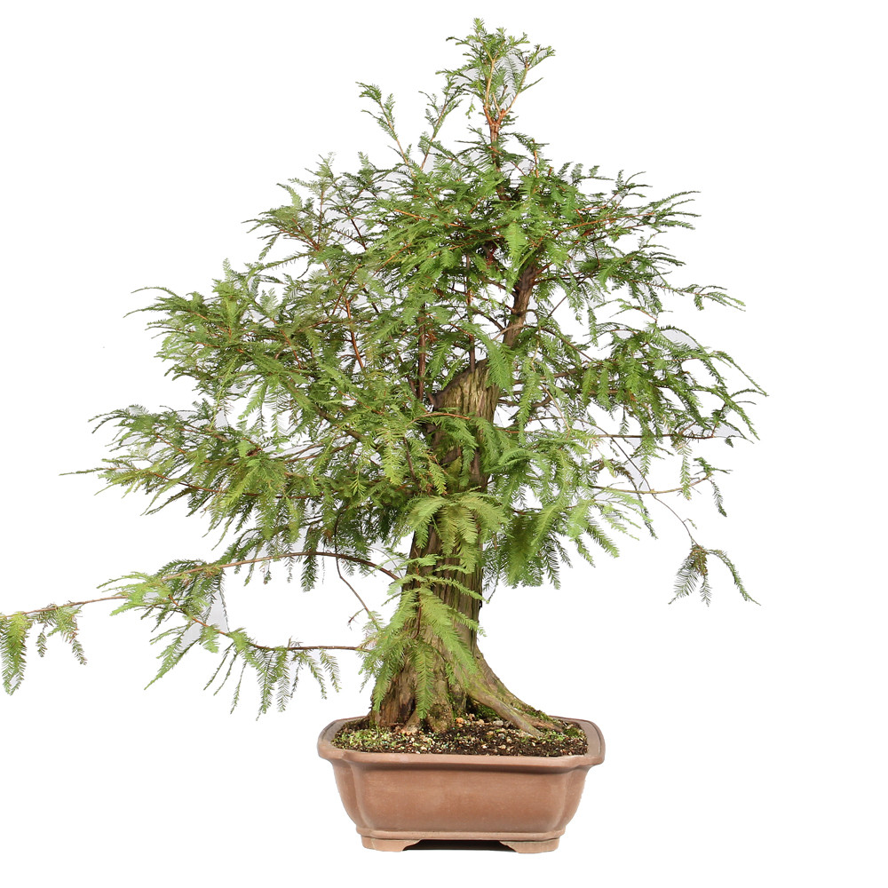 Bald Cypress left side view