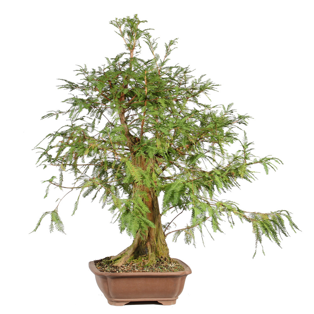 Bald Cypress right side view