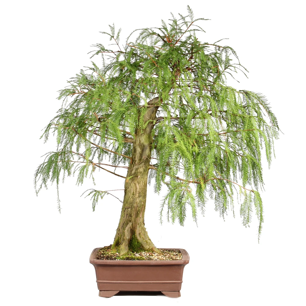 Bald Cypress left side view 