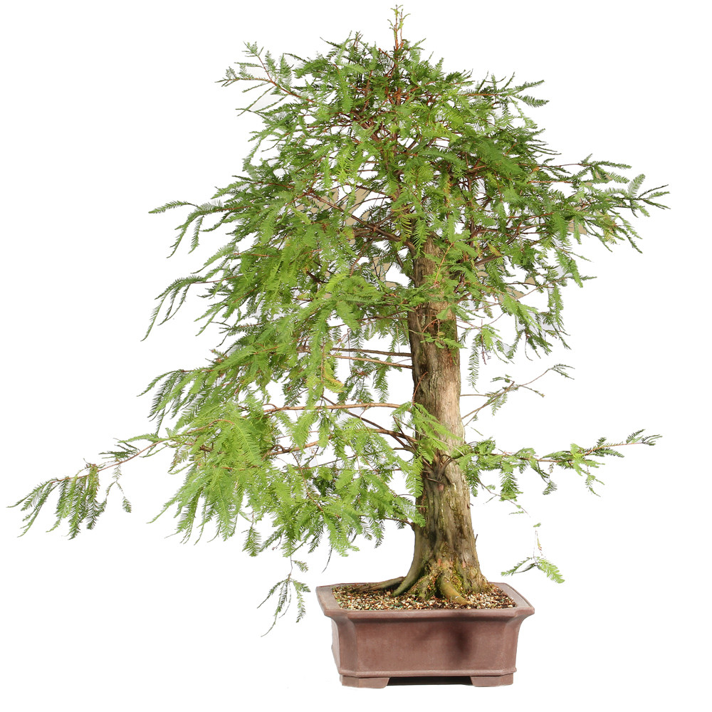 Bald Cypress right side view