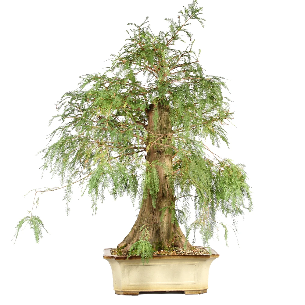 Bald Cypress in a bonsai container 