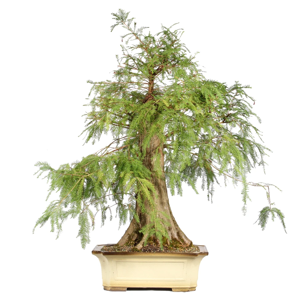 Bald Cypress back view 