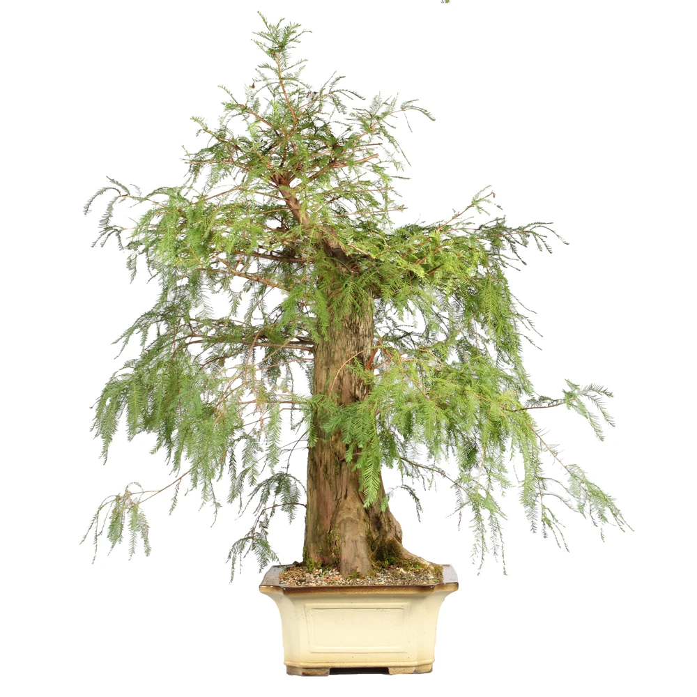 Bald Cypress right side view 