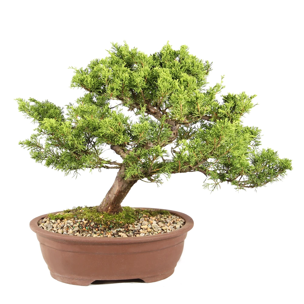 Shimpaku Juniper back view 