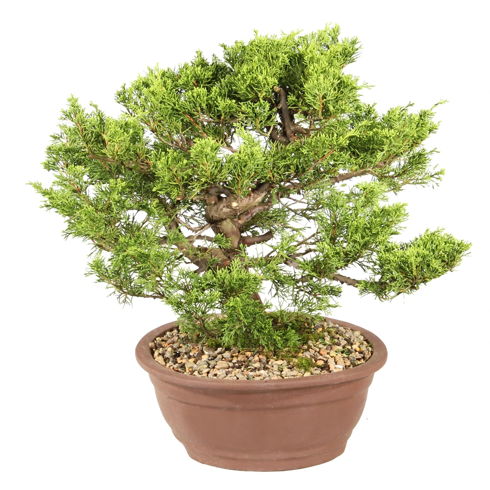 Shimpaku Juniper left side view