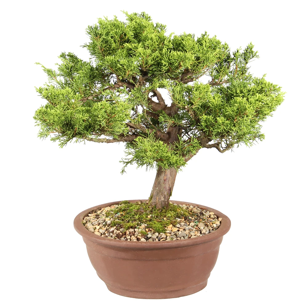 Shimpaku Juniper right side view