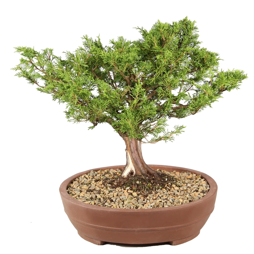 Shimpaku Juniper left side view 
