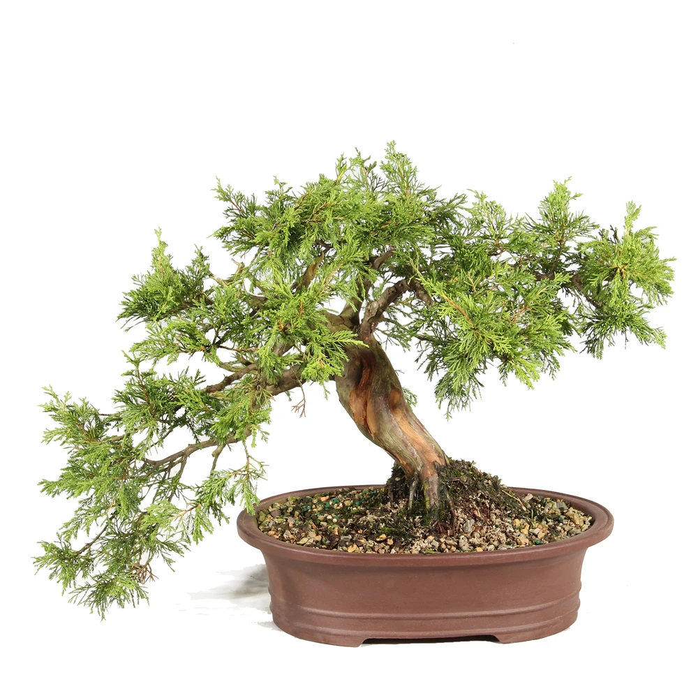 Shimpaku Juniper in a bonsai container 