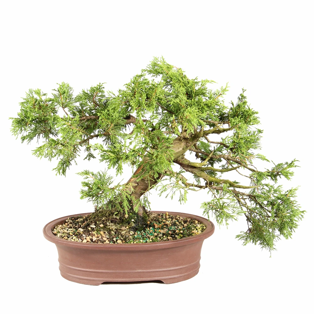 Shimpaku Juniper back view 
