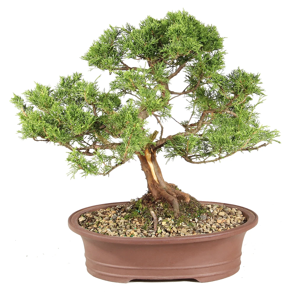 Shimpaku Juniper in a bonsai container 
