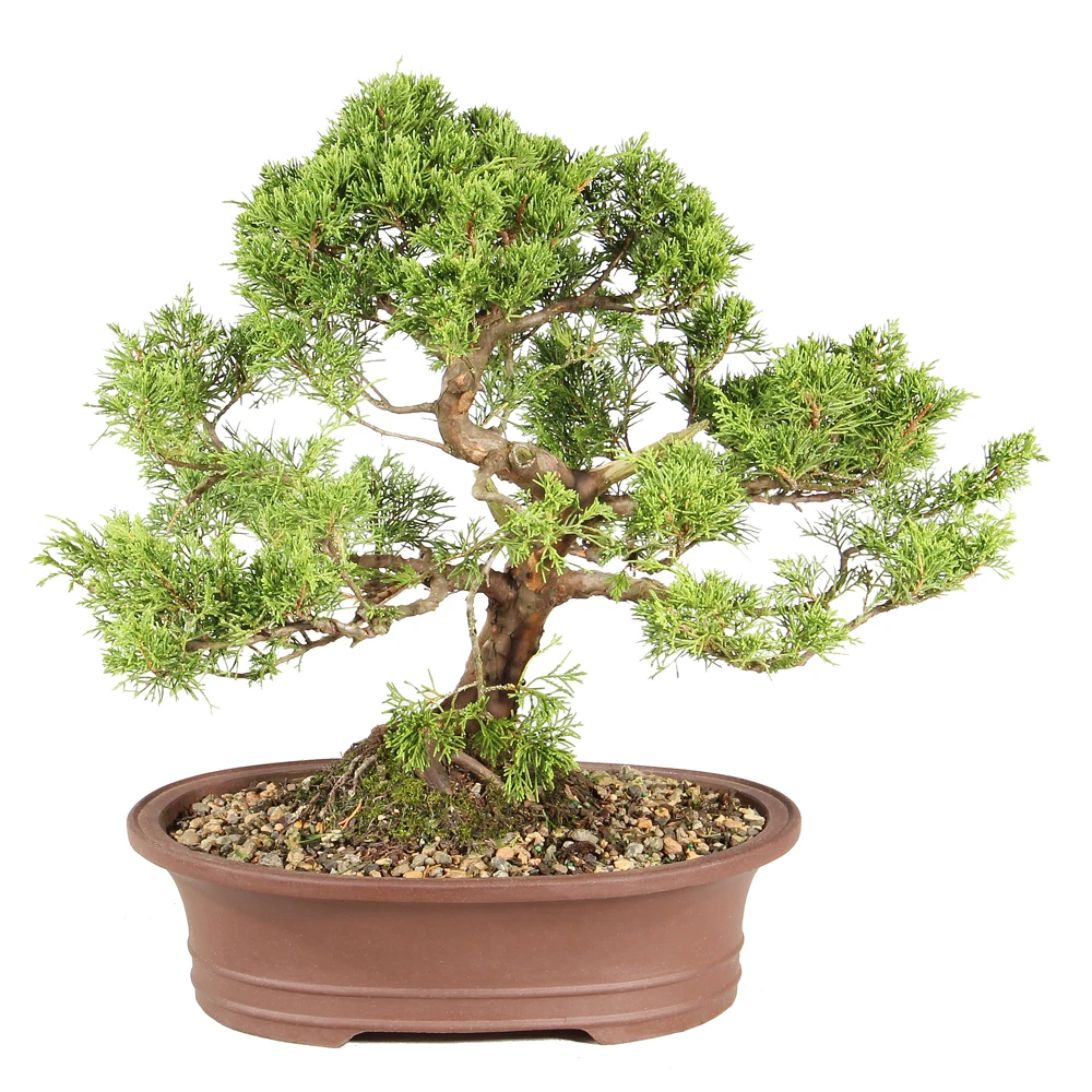 Shimpaku Juniper back view