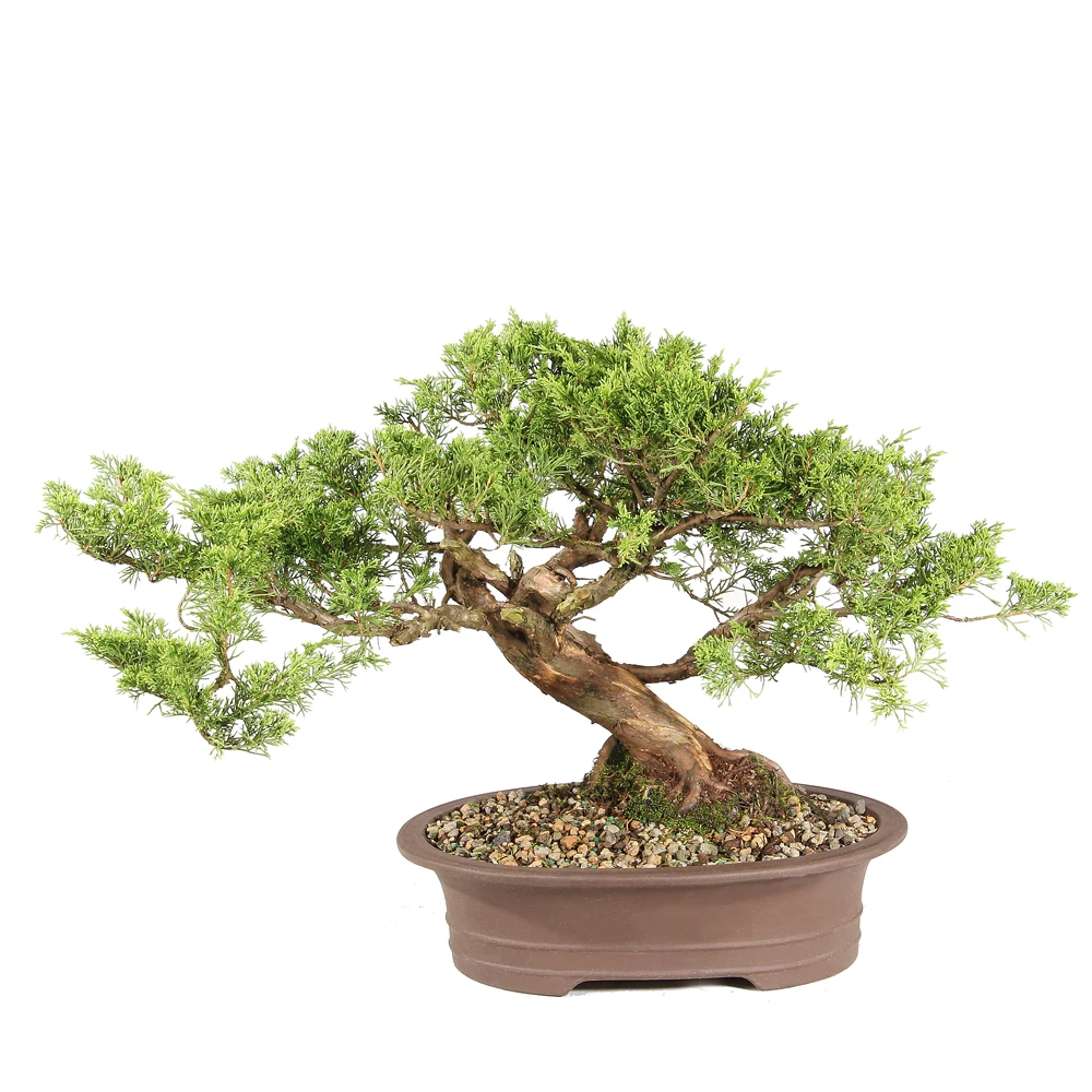 Shimpaku Juniper  in a bonsai container 