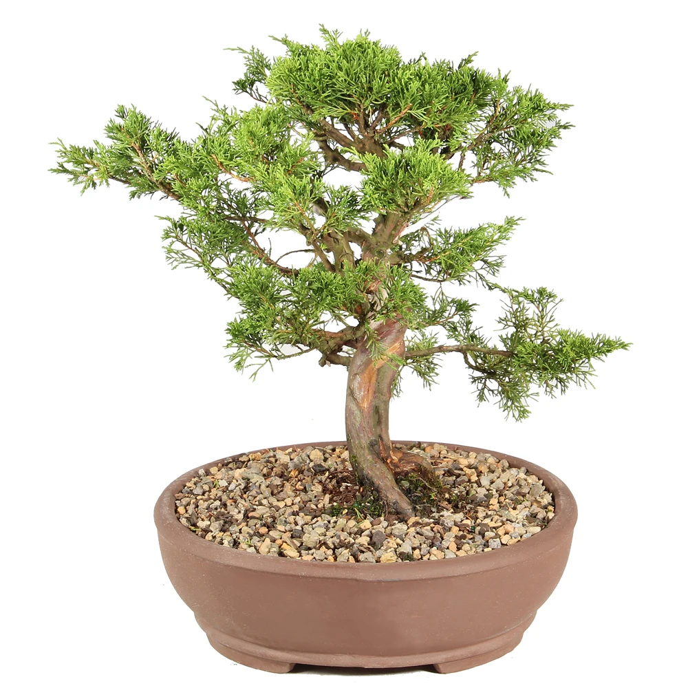 Shimpaku Juniper left side view 