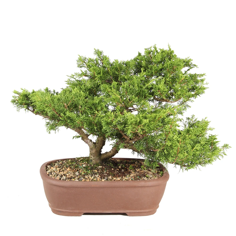 Shimpaku Juniper back view