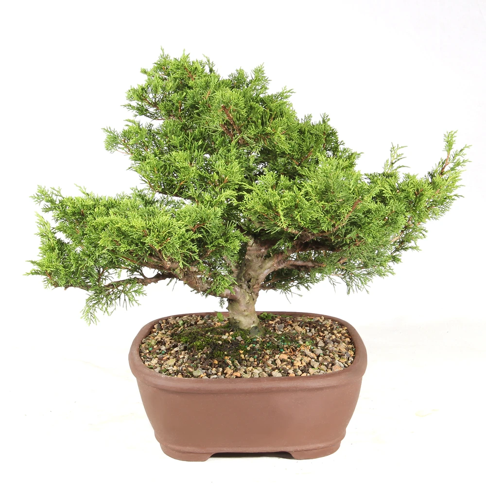 Shimpaku Juniper right side view