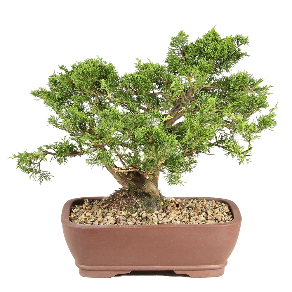 Shimpaku Juniper back view