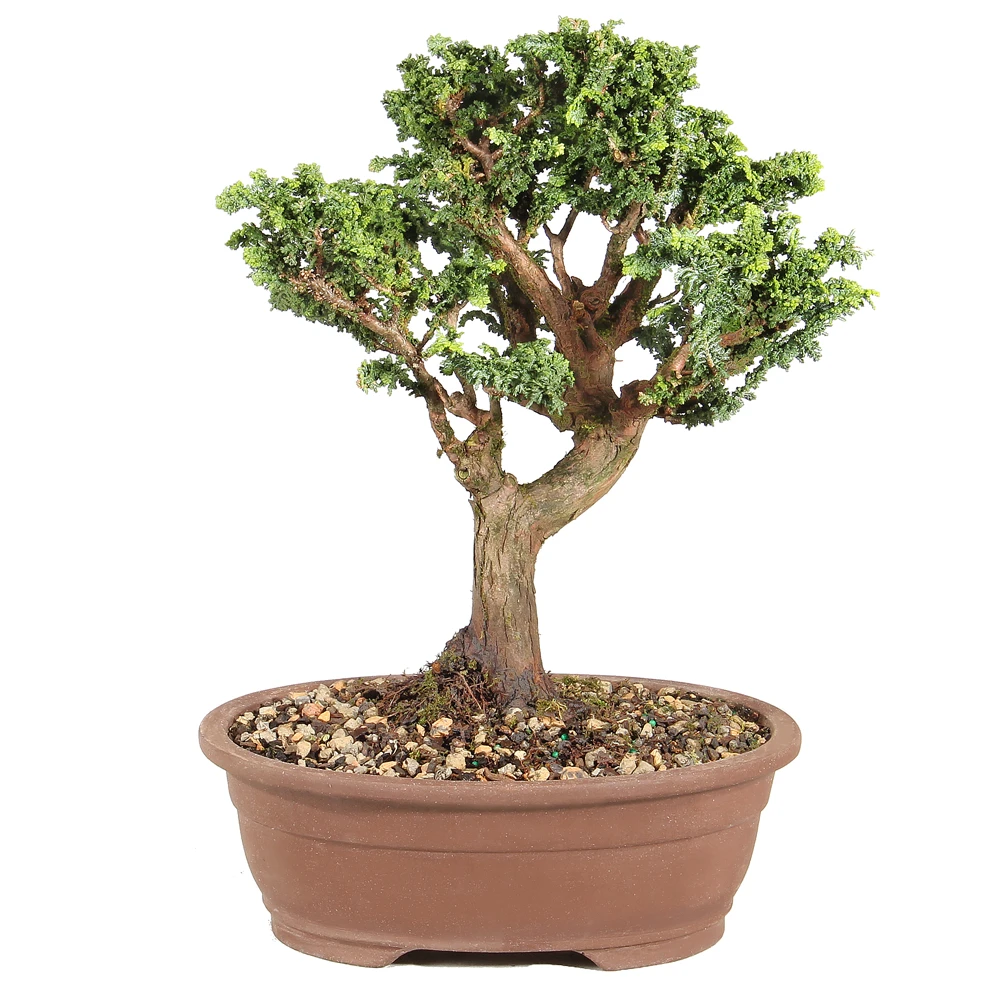 Dwarf Hinoki Cypress in a bonsai container 