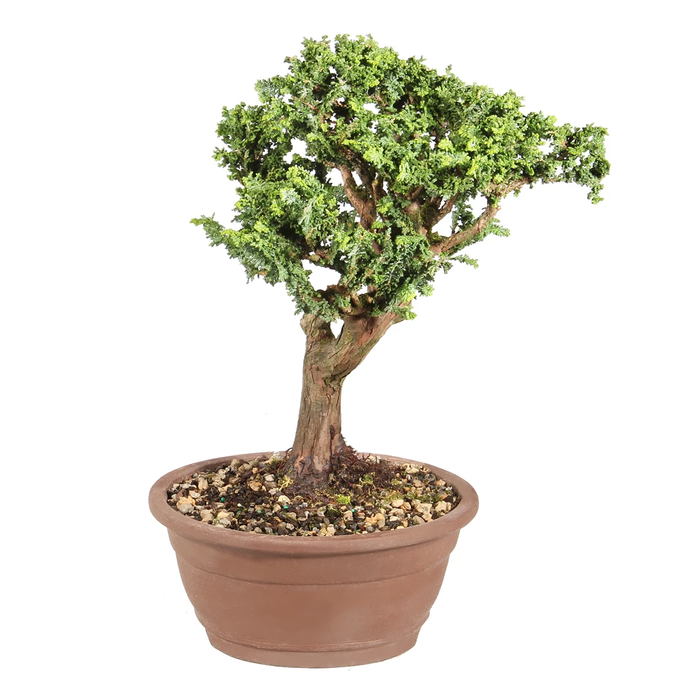 Dwarf Hinoki Cypress right side view